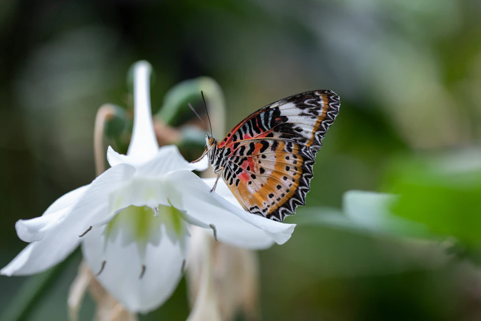 A vibrantly patterned butterfly perched on a white flower with blurred green foliage in the background.