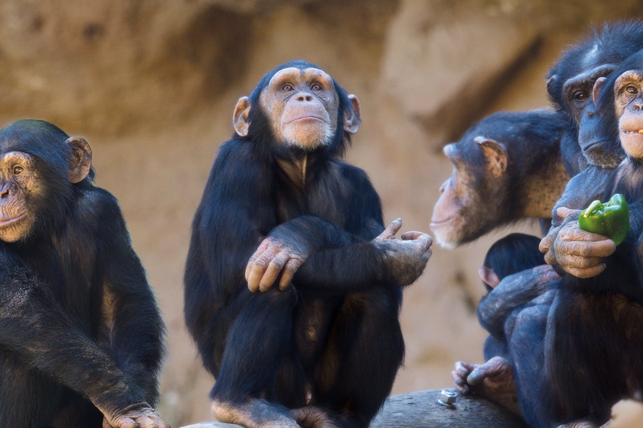 Ζωολογικοί κήποι και πάρκα σαφάρι