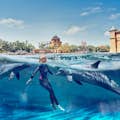 Aquaventure 水上乐园 - 阿特拉斯村：海豚游泳