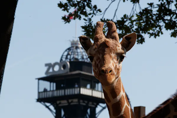Zoo de Copenhague : billet coupe-file