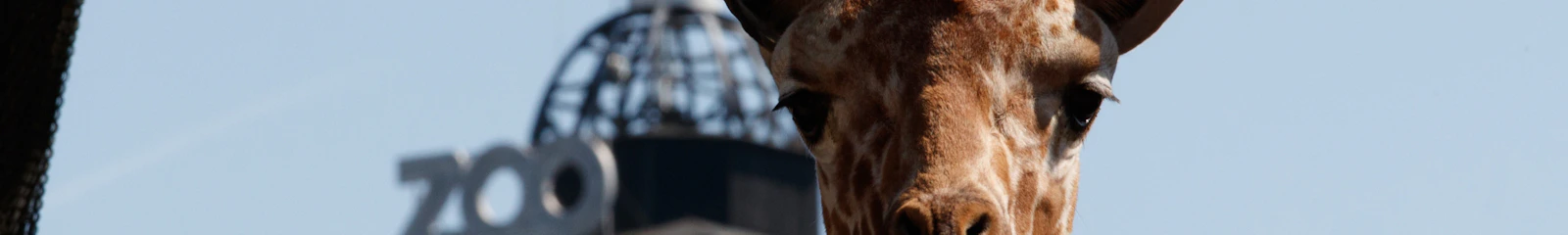 Zoo Kopenhagen: Eintritt ohne Anstehen