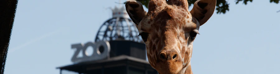 Zoo Kopenhagen: Eintritt ohne Anstehen