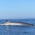 Avistamento de uma baleia comum