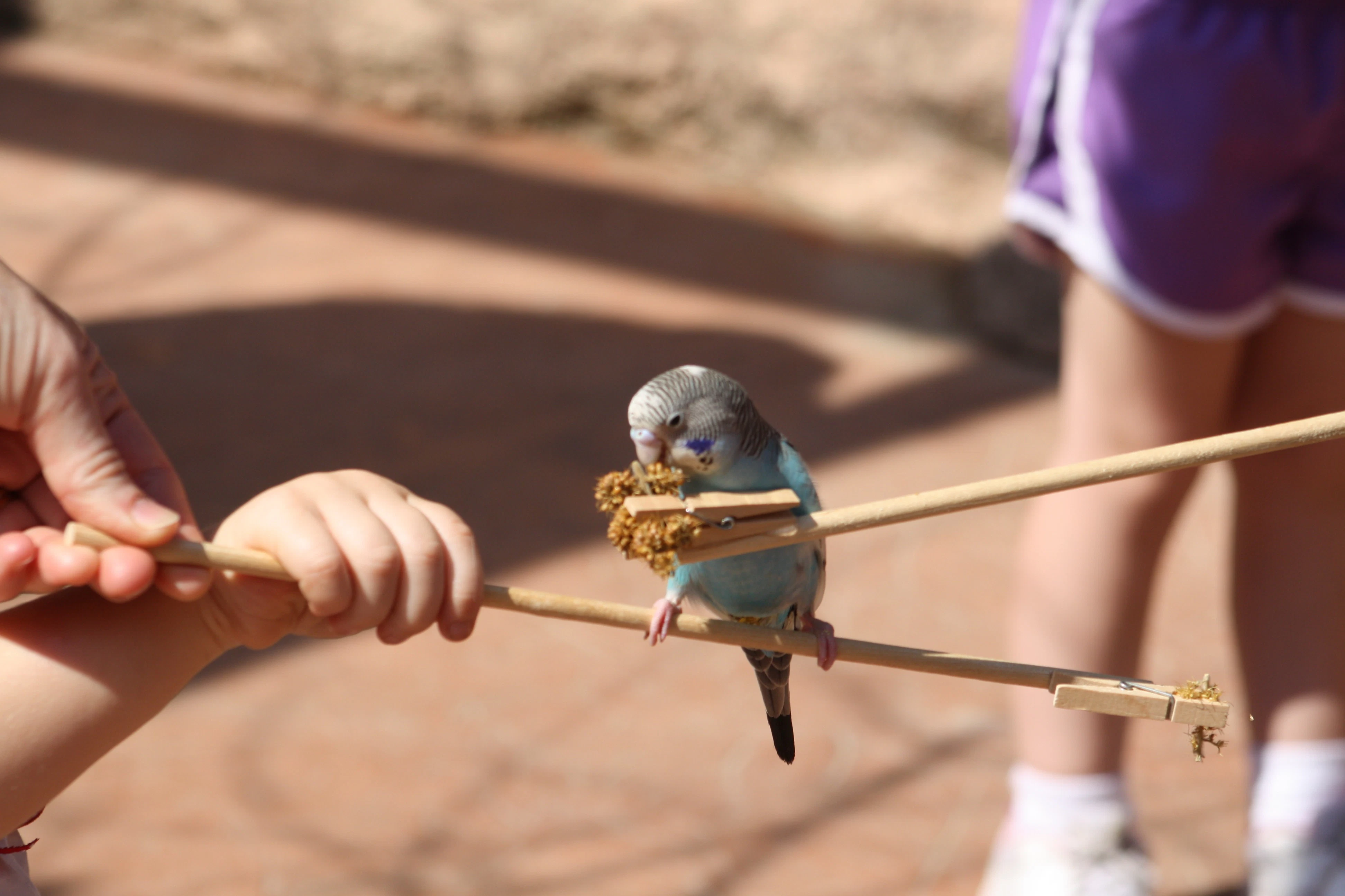 Peoria Zoo: Entry Ticket