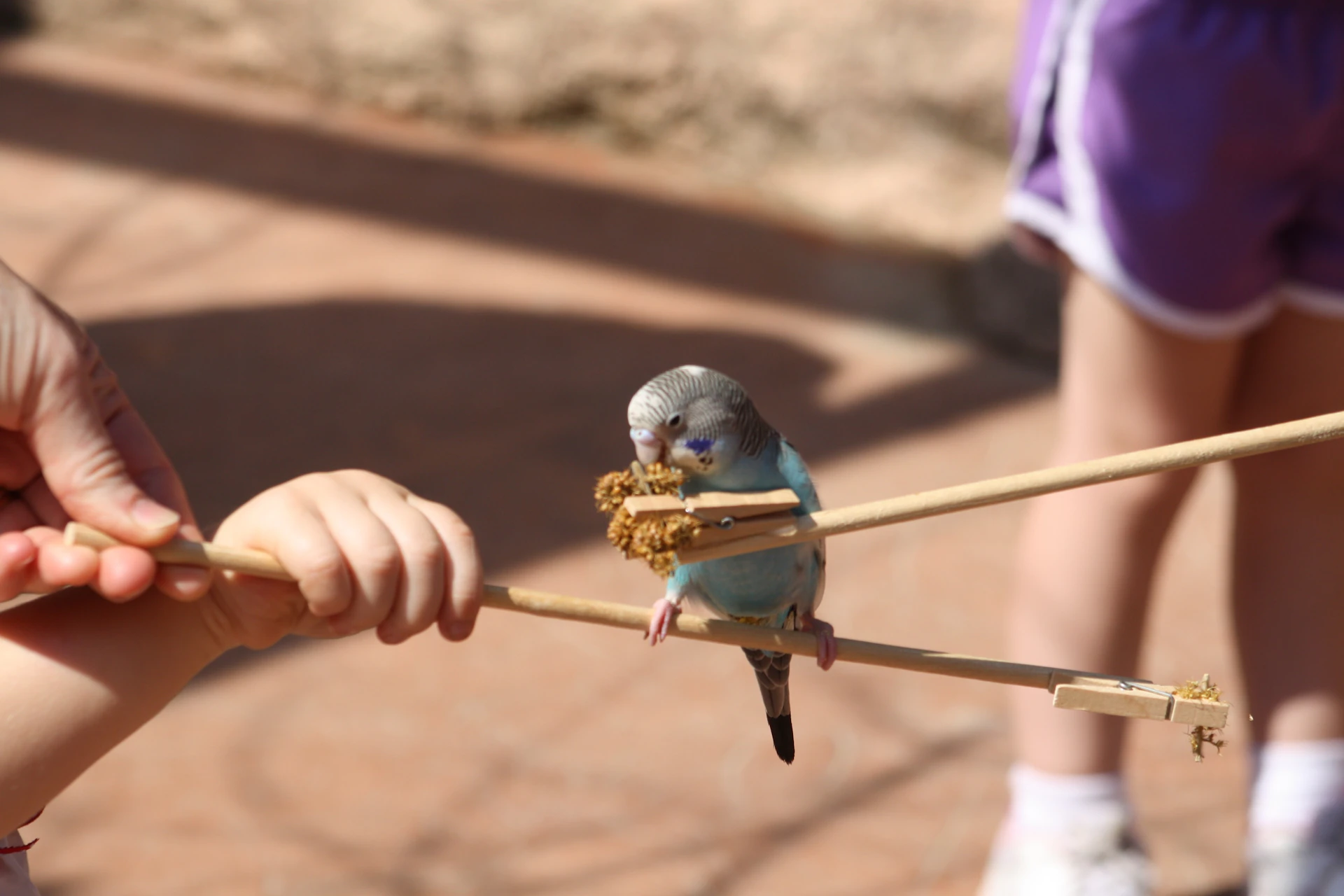 Budgie feeding
