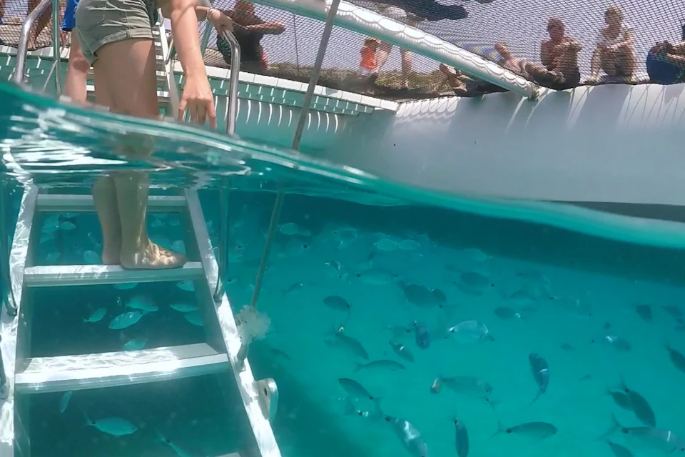 Fish under boat