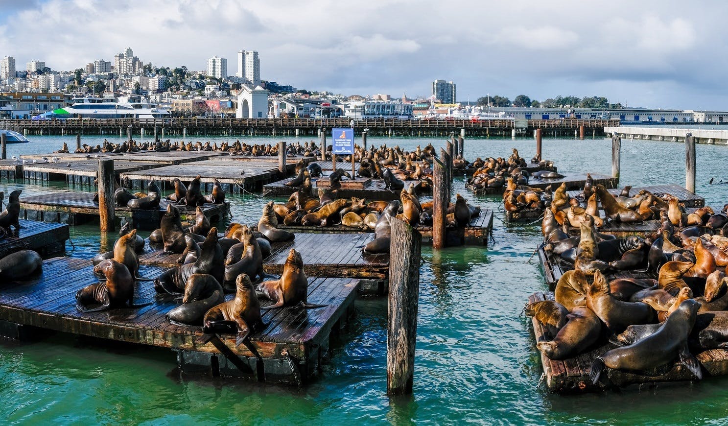 Sea lions rest on wooden docks in a marina, with a cityscape and cloudy sky in the background.