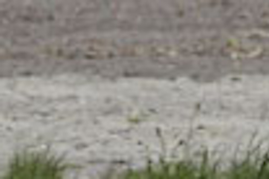 Dagstur til Keukenhof fra Amsterdam med vindmøllecruise