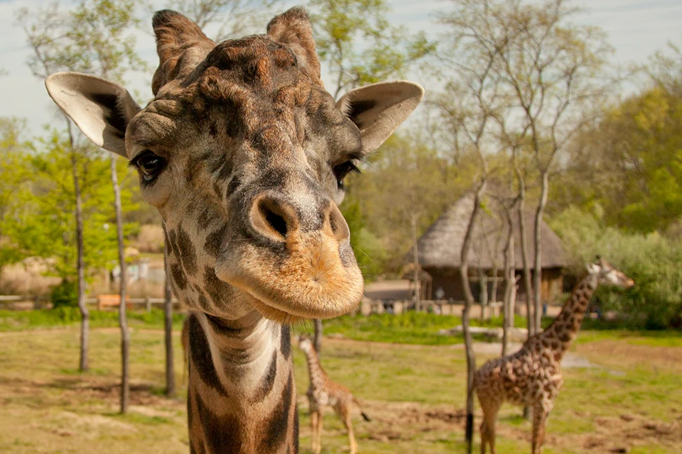 Nashville Zoo