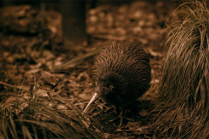 A kiwi bird foraging on the forest floor among grass and leaves in dim lighting.