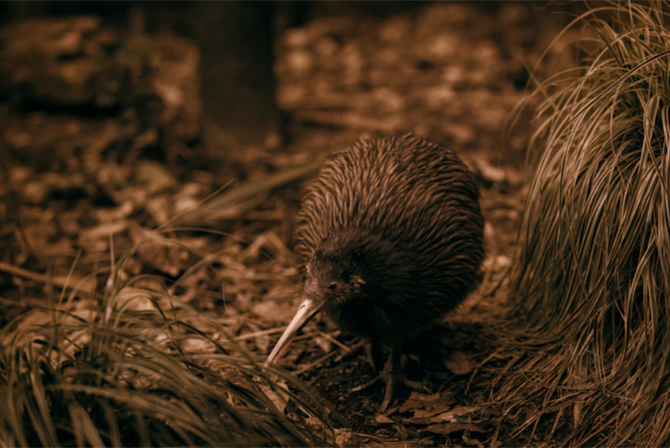 Te Puia: Te Po Indigenous Evening Experience Combo with Guided Tour