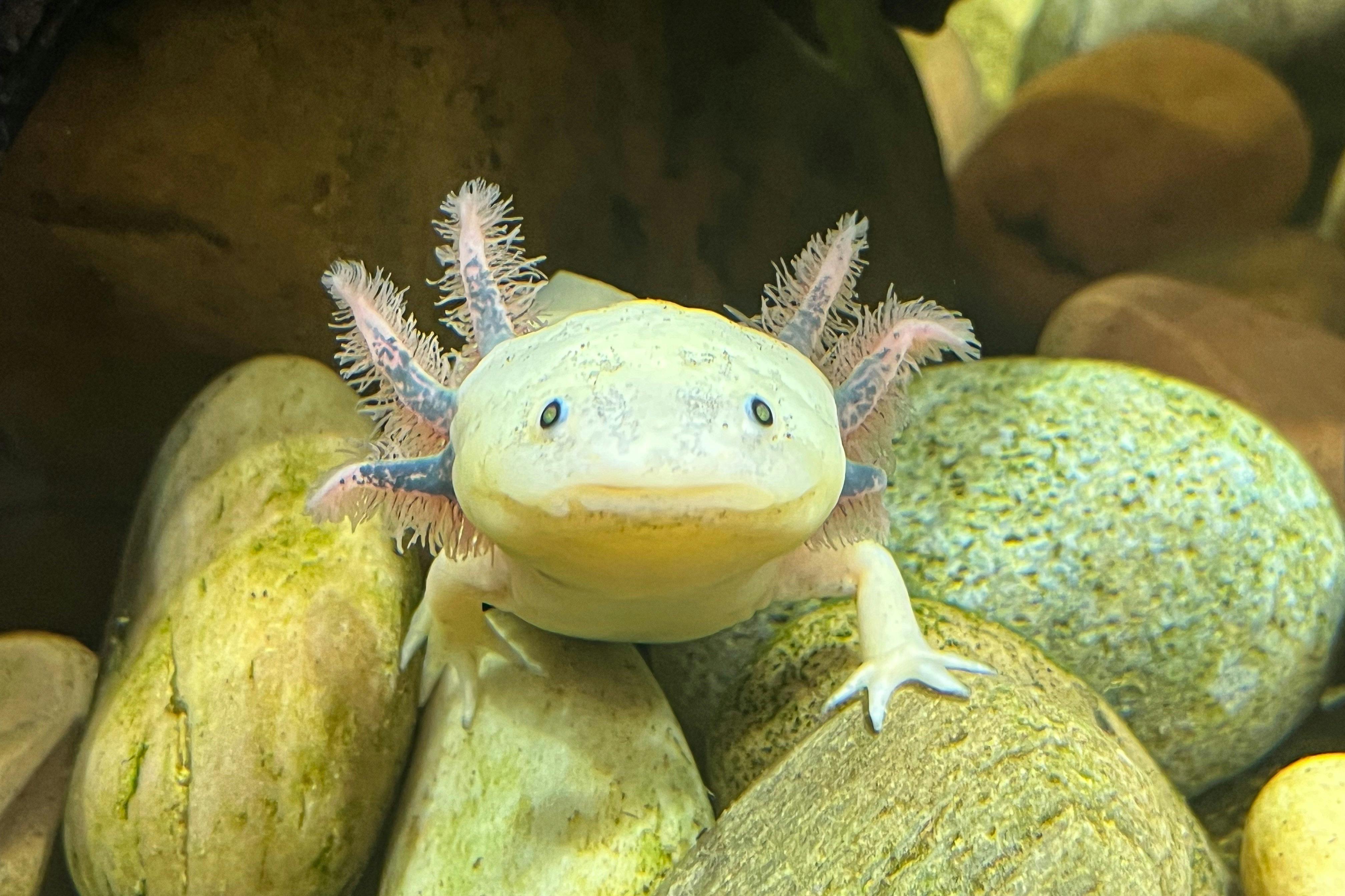 变形中的Axolotl 'D展览
