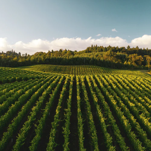 Napa & Sonoma: Guided Wine Tour from San Francisco