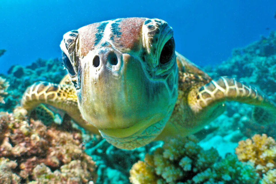 Close-up of a sea turtle underwater, facing the camera with coral and blue water in the background.