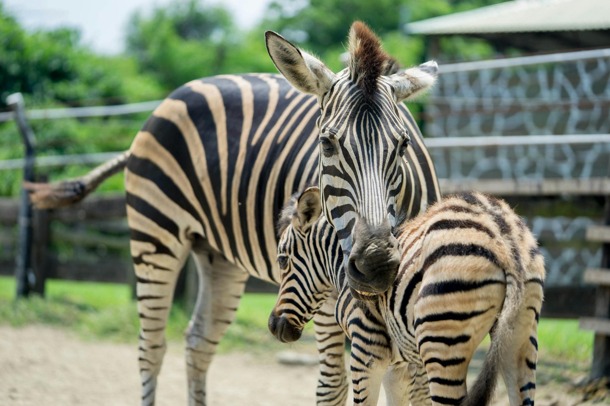 Two zebras, an adult and a foal, standing together in a zoo enclosure with greenery and fencing in the background.