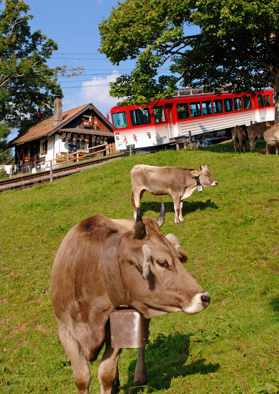 Cows grazing on a grassy hillside near a rustic house with a red and white train passing by on an elevated track.