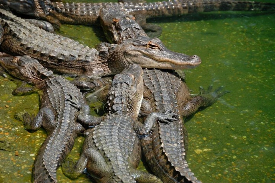 Close up on alligators