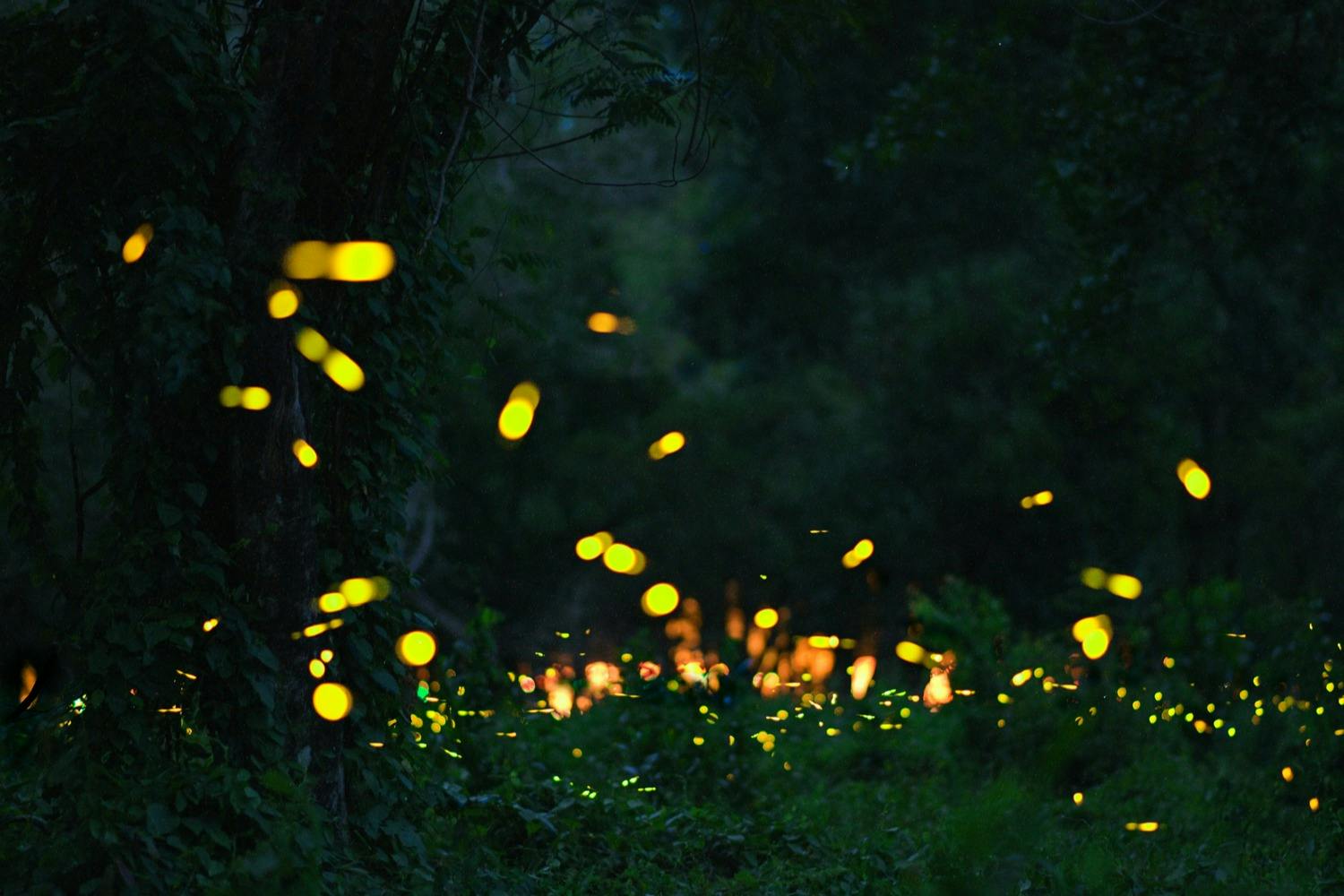 夜間のホタル