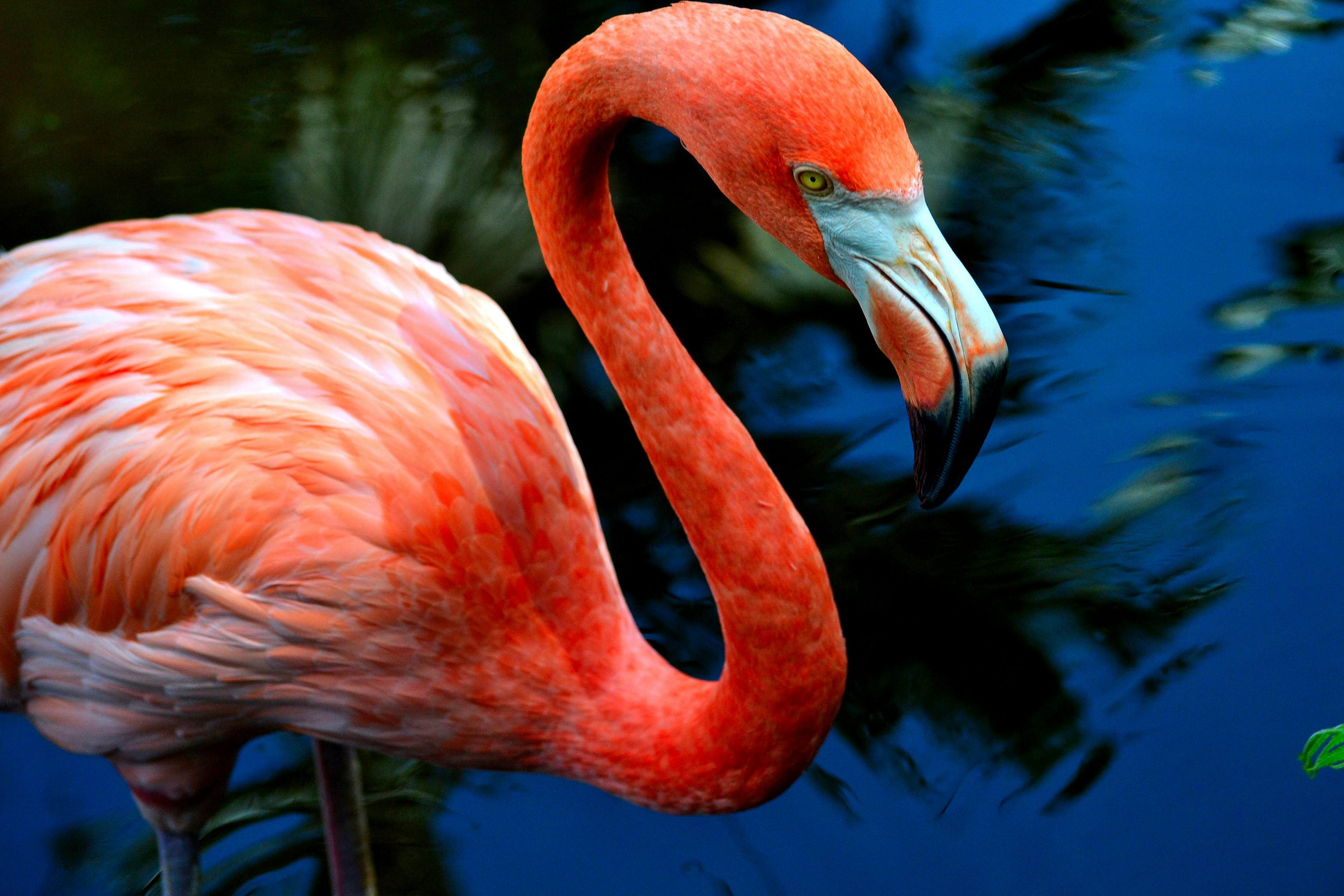 Flamingo Gardens: Tickets