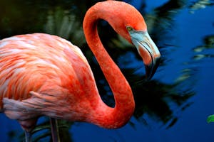 Flamingo Gardens: Entradas