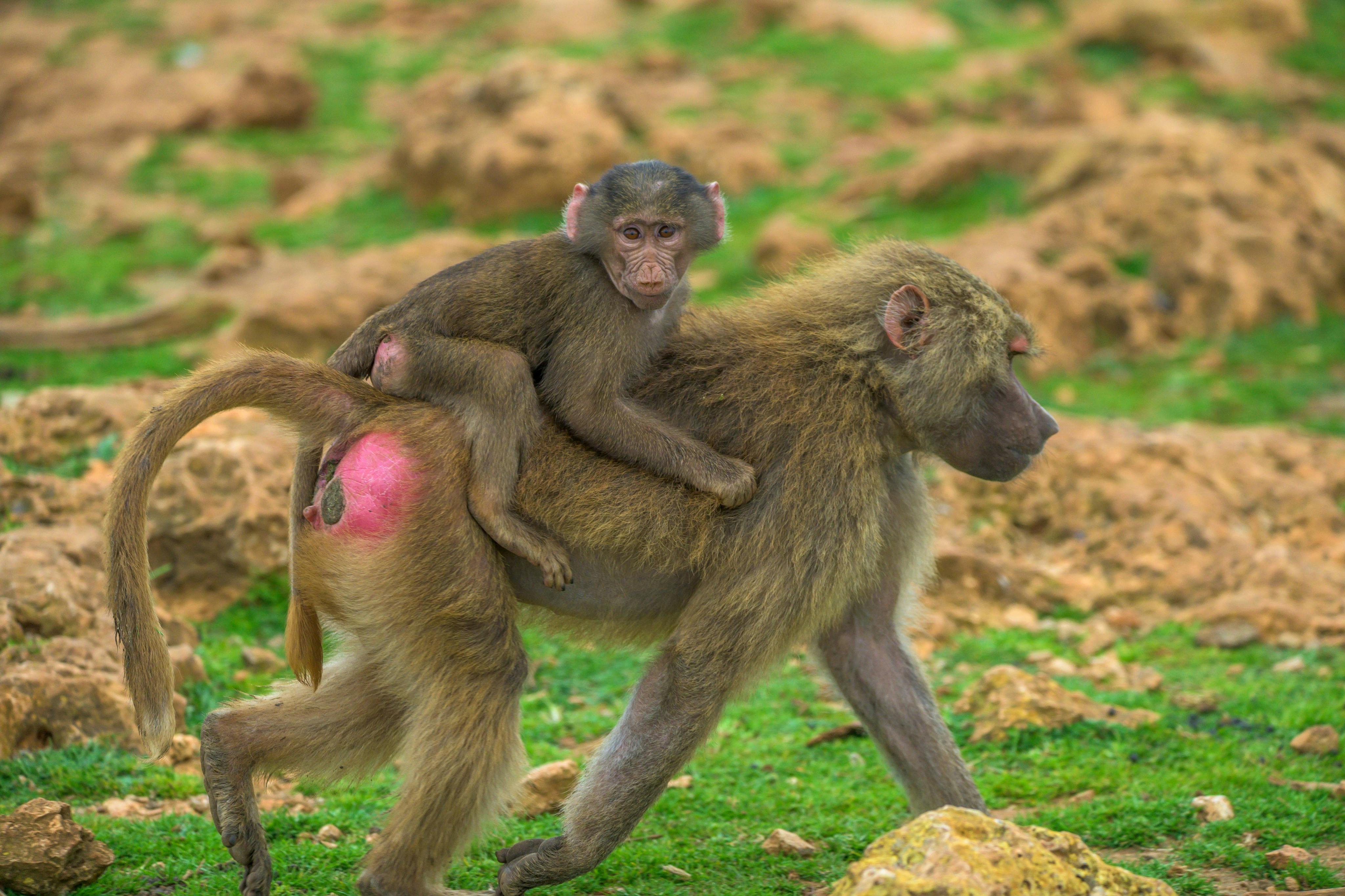 Natura e fauna