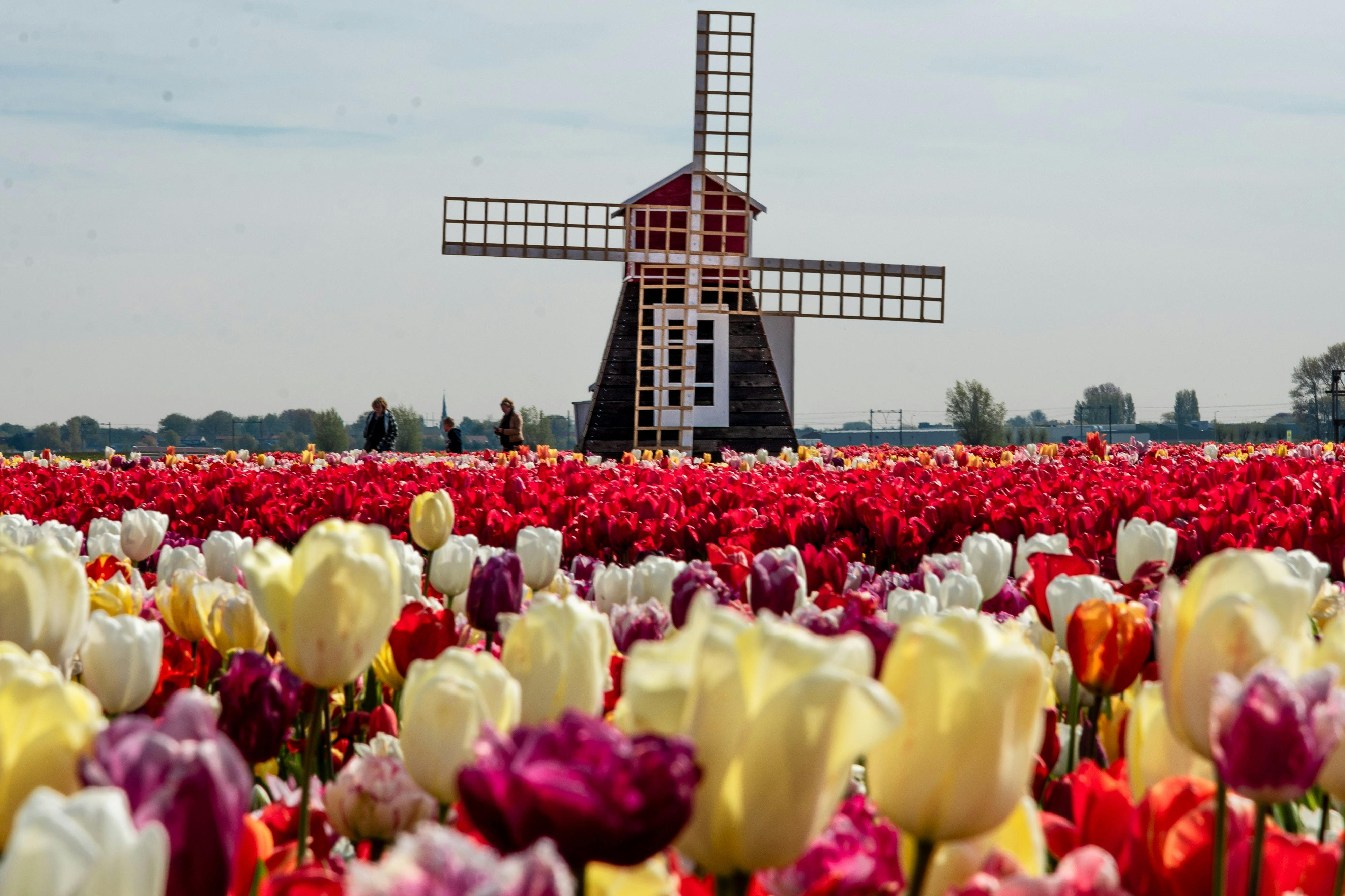 Windmill in our Tulip Garden