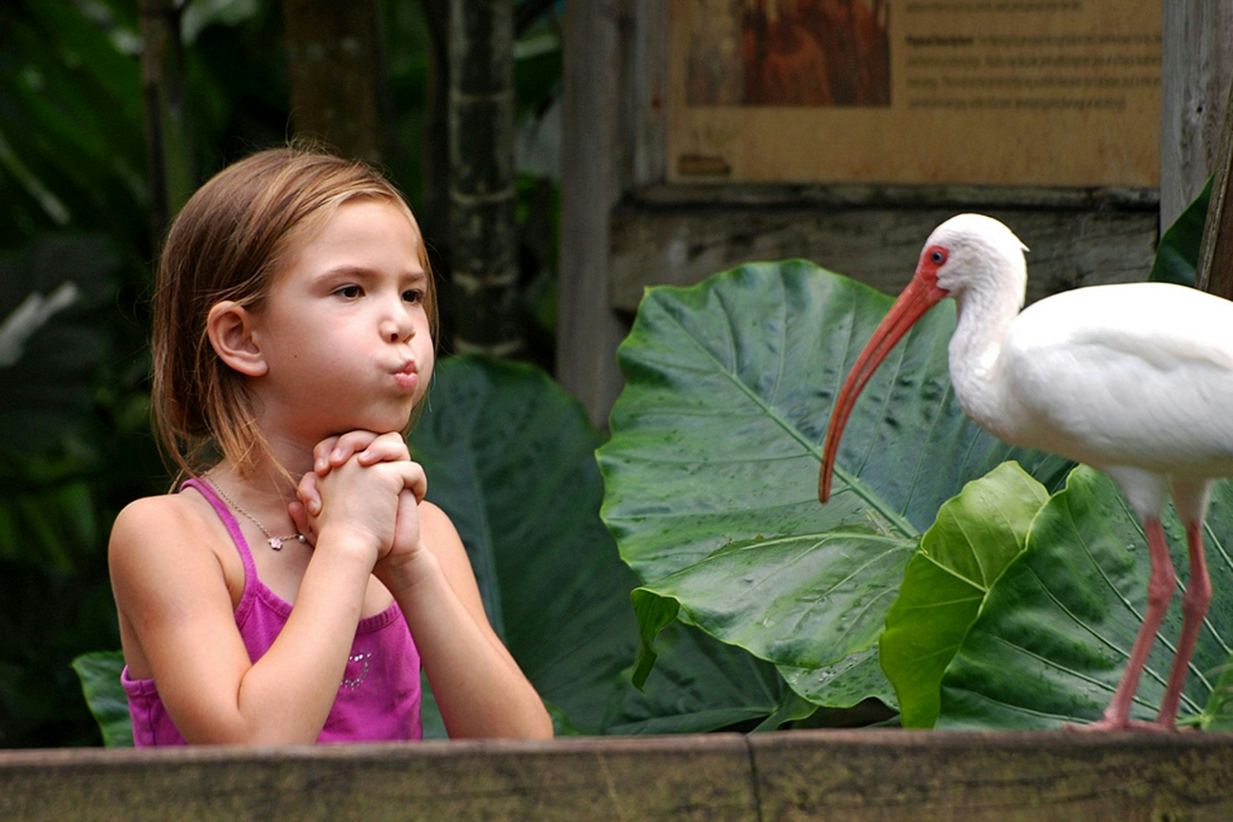 Flamingo Gardens + 40-Minute Everglades Airboat Ride