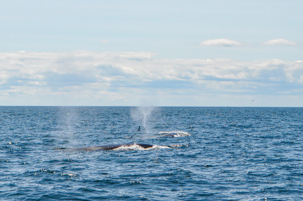 Two whales surface in the ocean, expelling water through their blowholes under a partly cloudy sky.