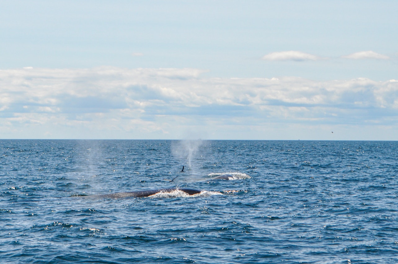 Cruzeiro de observação de baleias no Boston Harbor - Acomodações em Boston