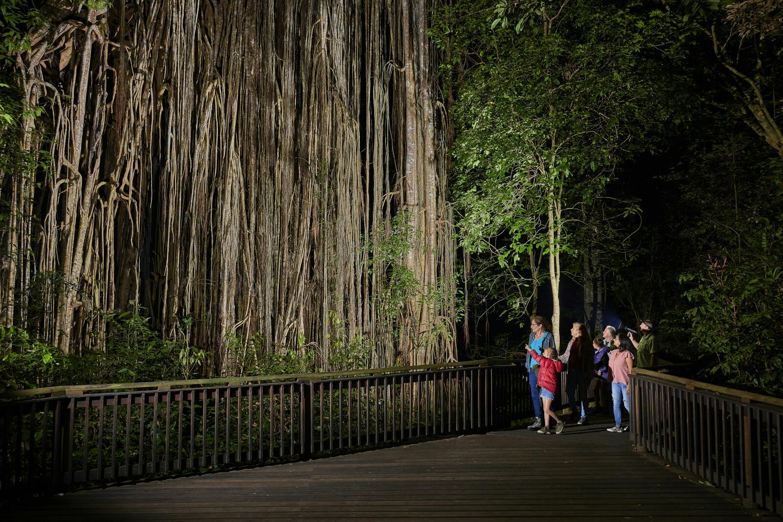 夜、森の中の木の遊歩道から、長いぶら下がった根と緑の葉を持つ巨大な木を観察しています。