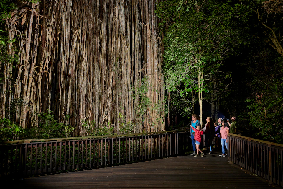 People observing a massive tree with long hanging roots and green foliage from a wooden boardwalk in a forest at night.