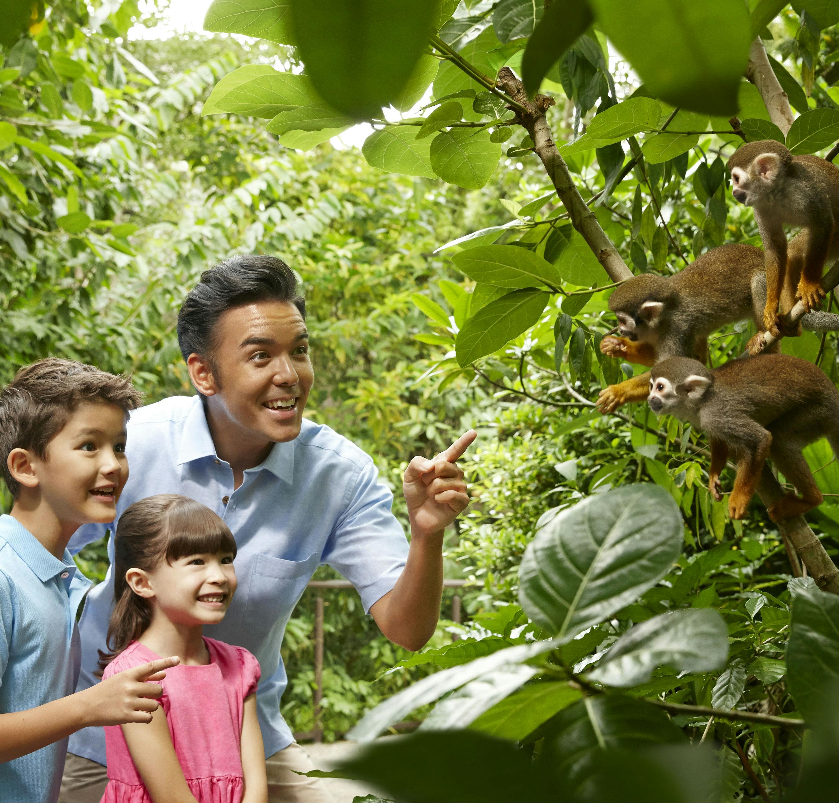 Muž a dvě děti vzrušeně pozorují malé opičky posazené na větvích stromů ve svěžím, zeleném prostředí.