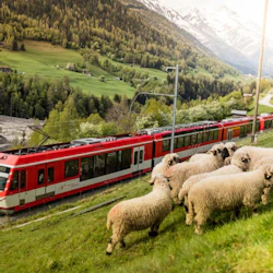 A red train travels through a green, mountainous landscape with sheep grazing in the foreground.
