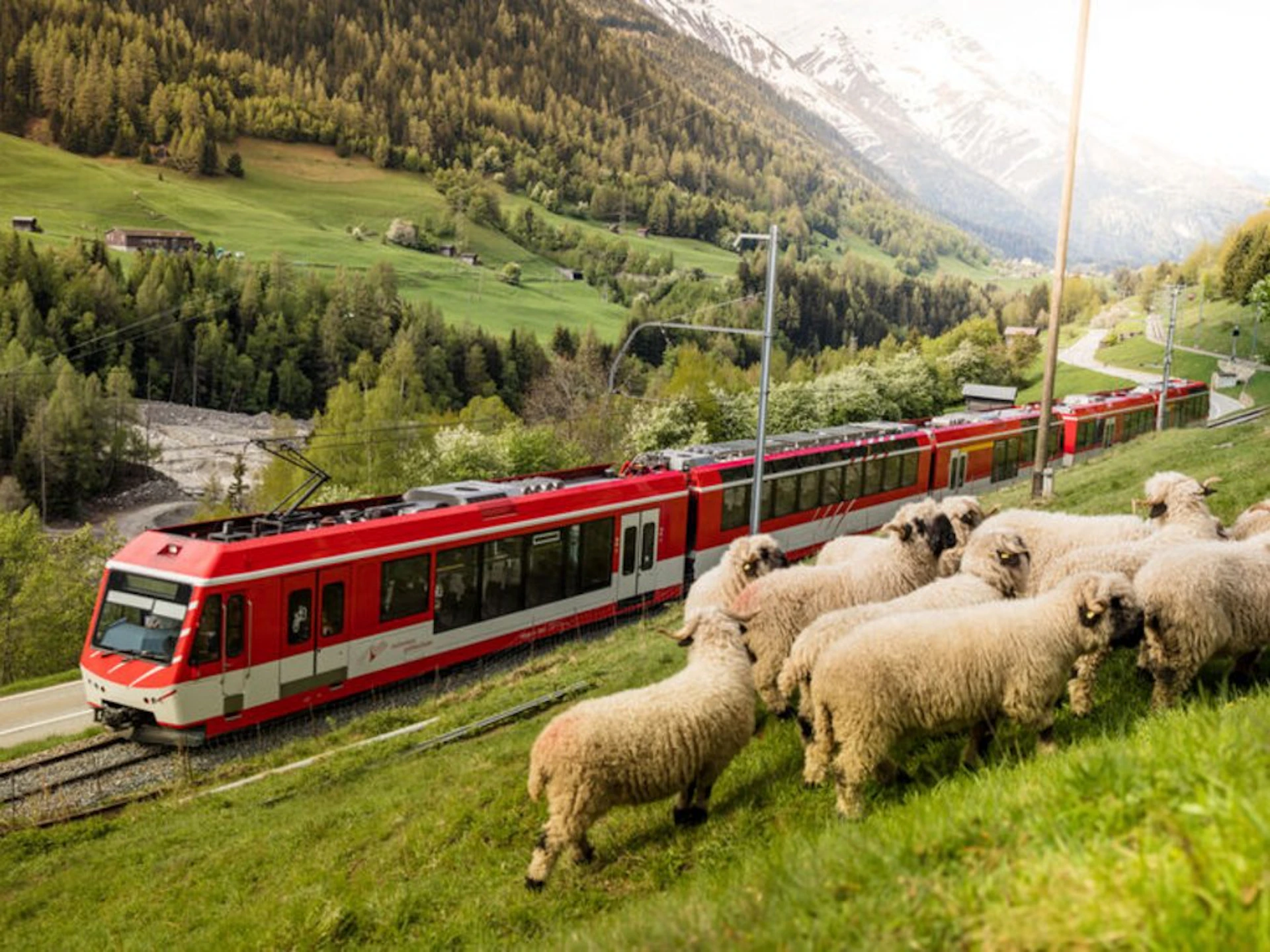 A red train travels through a green, mountainous landscape with sheep grazing in the foreground.