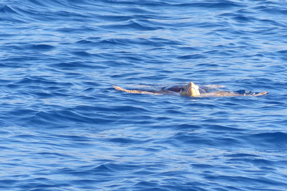 Sea turtle sighting.