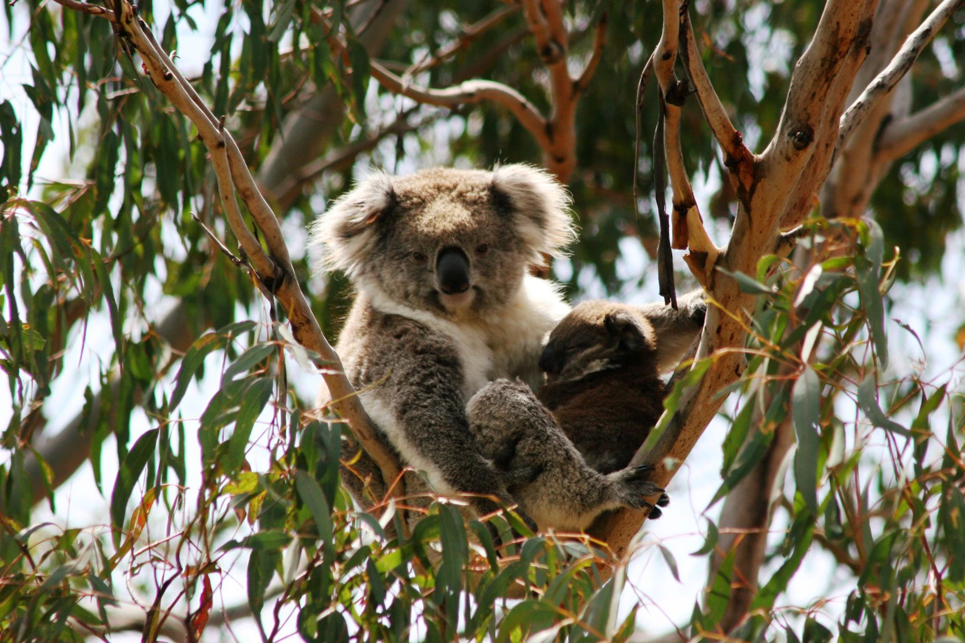 A koala and its baby sitting in a eucalyptus tree surrounded by green leaves.