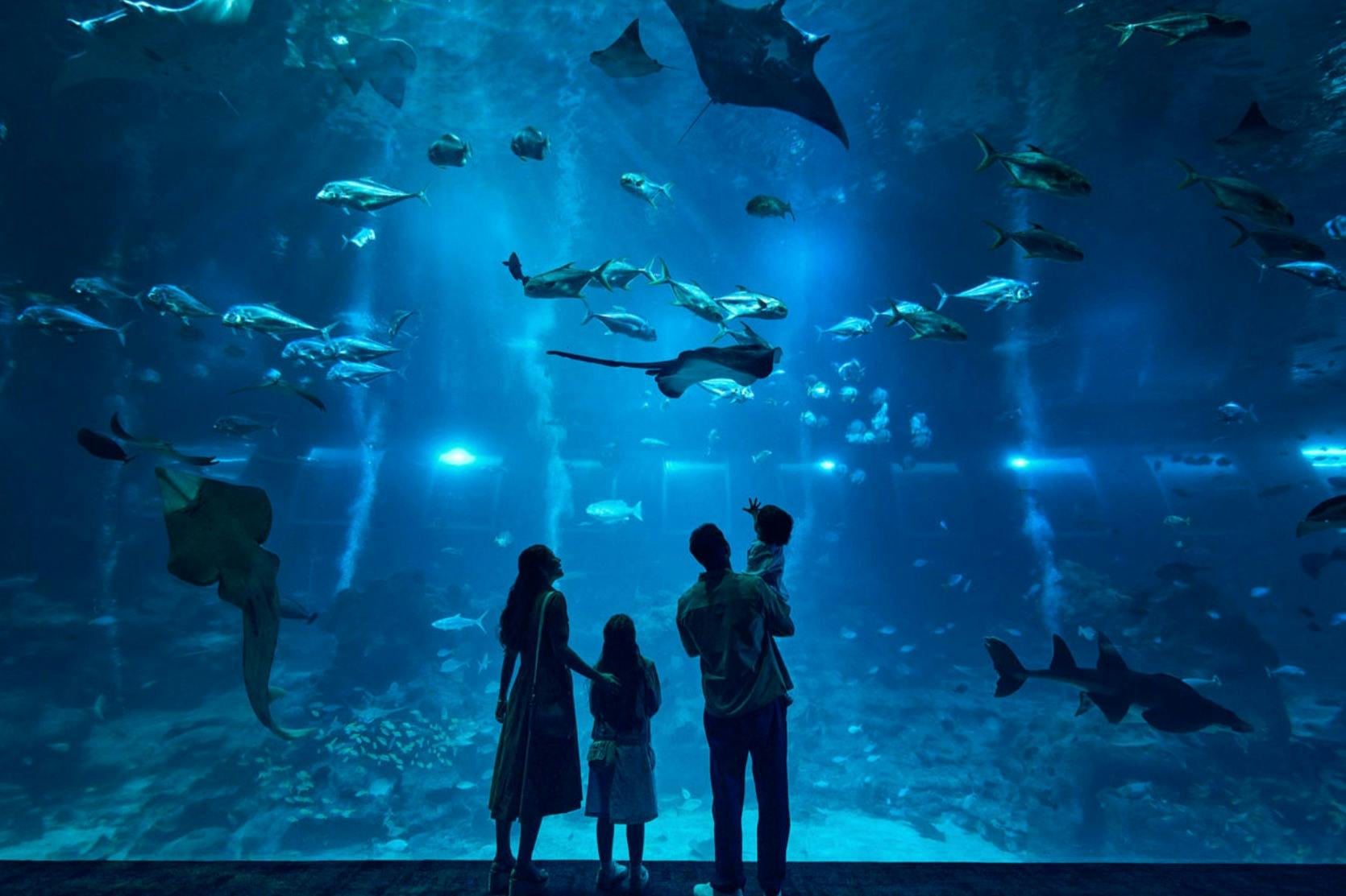Oceanario di Singapore: Biglietto d'ingresso — 7