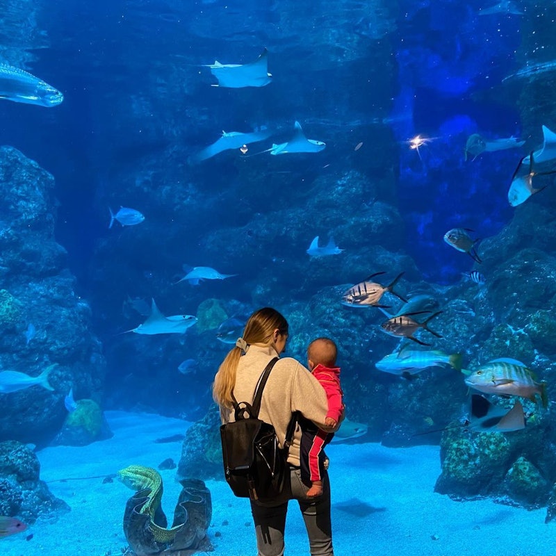 Downtown Aquarium Denver Tickets Tiqets