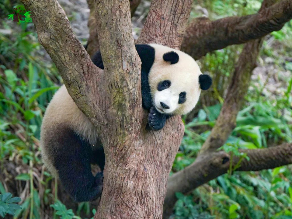 A panda climbing a tree in a green forested area, looking toward the camera while holding onto the trunk.