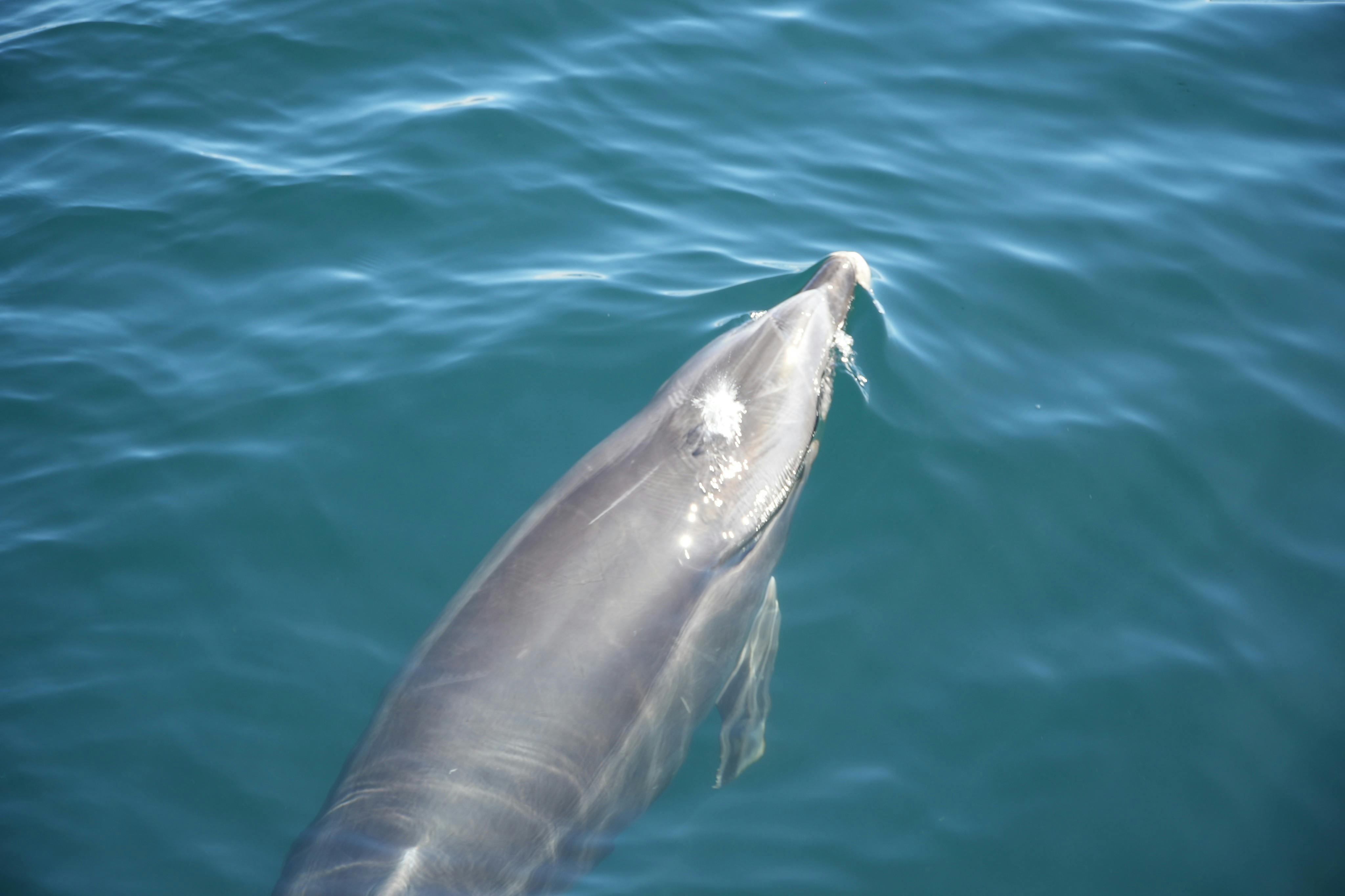 Benagil und Delphinbeobachtung: Katamaran Tour von Albufeira — 6