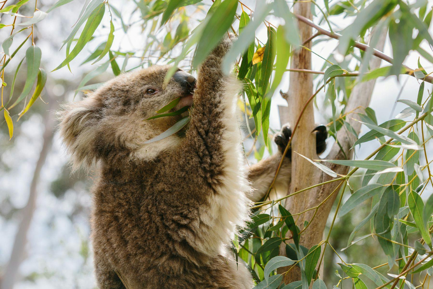 A koala eating eucalyptus leaves from a tree, surrounded by green foliage.