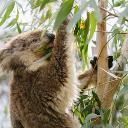 Phillip Island Nature Parks: Koala Conservation Reserve Entry 5
