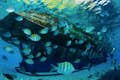 Barco Submarino con Fondo de Cristal