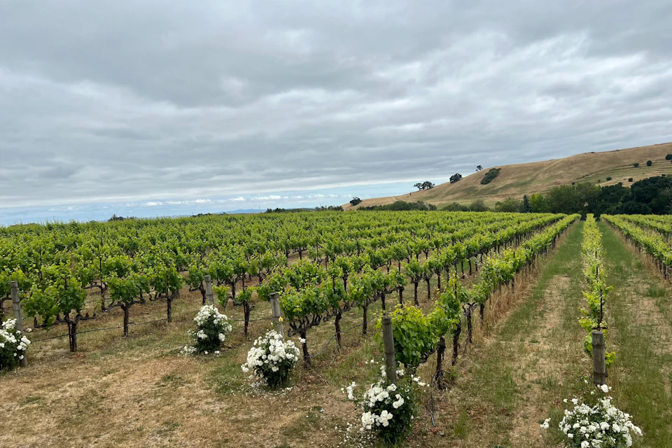 Ru Vango Winery