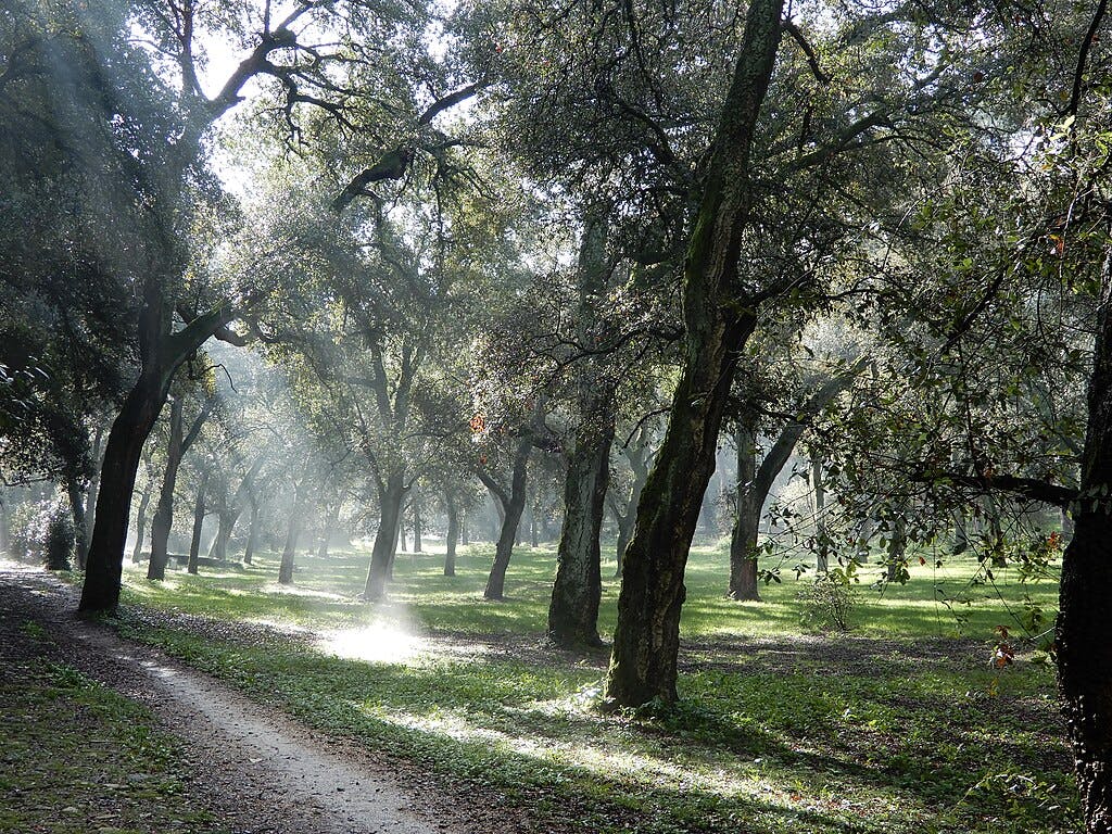 Sunlight filters through the trees in a serene forest, highlighting a winding path and lush greenery.