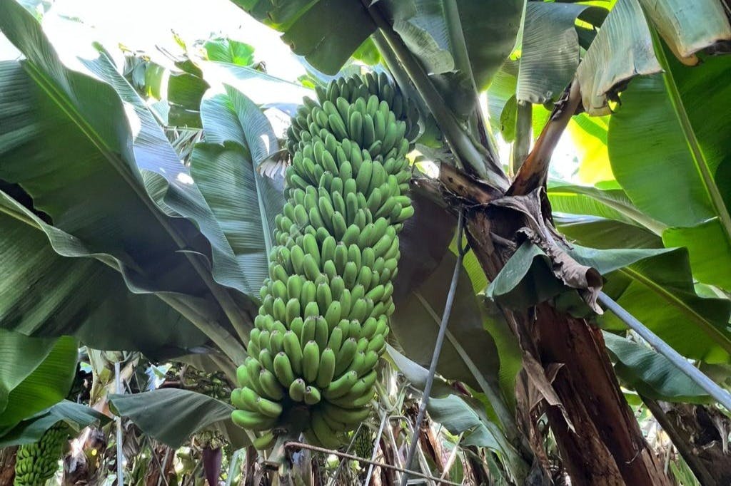 Ein großes Bündel grüner Bananen hängt an einem Bananenbaum, der von breiten grünen Blättern umgeben ist.