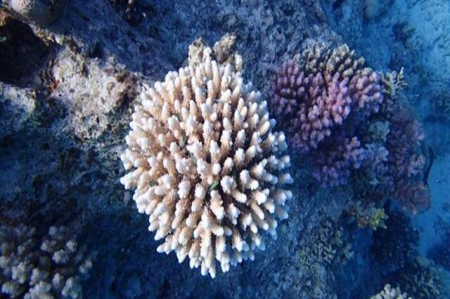 κοραλλιογενής ύφαλος