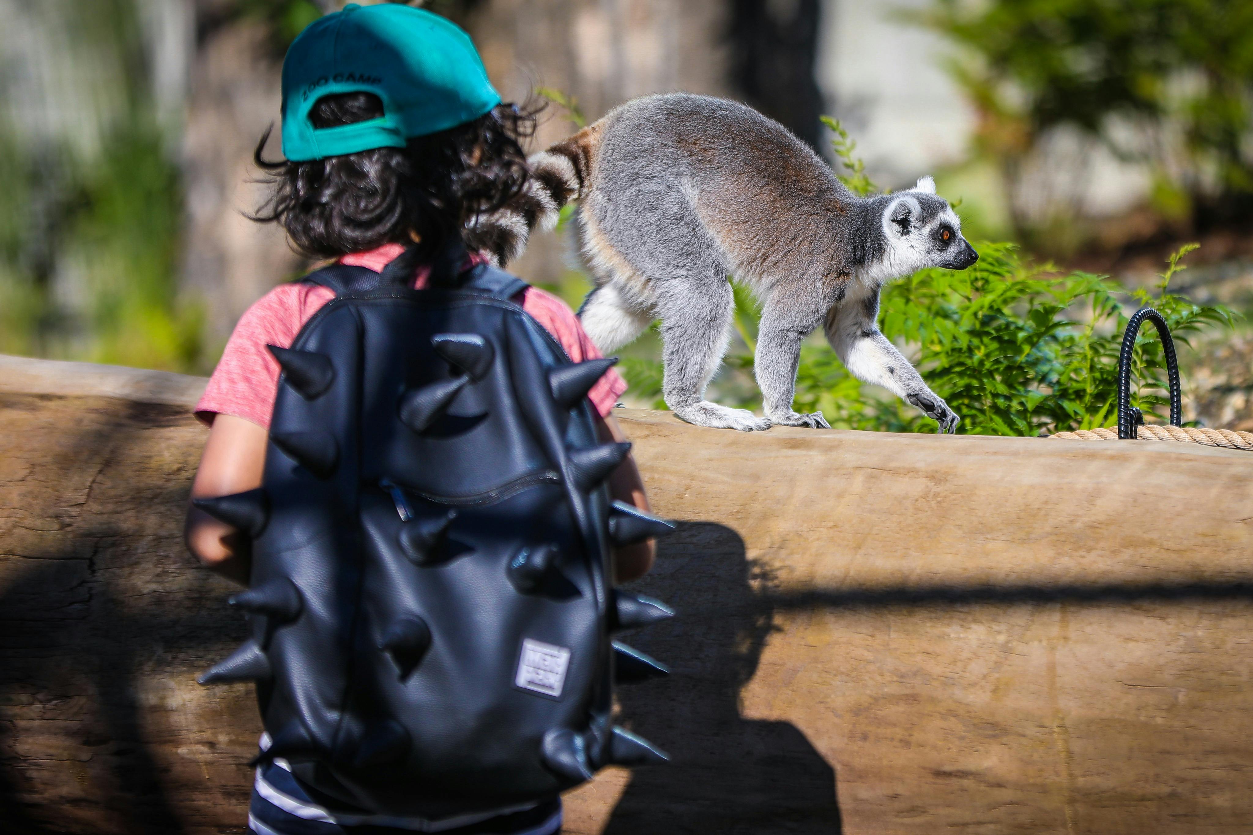 녹색 모자와 뾰족한 검은색 배낭을 든 어린이가 나무 장벽을 따라 걷는 여우원숭이를 지켜보고 있습니다.