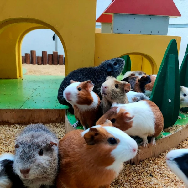 Small Ranch Entry. Sign Yilan: Wild Wind Farm Admission Ticket | Book Online