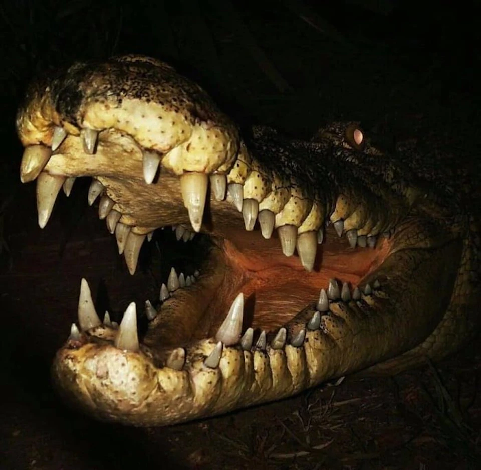 A crocodile with its mouth wide open, showing sharp teeth against a dark background.